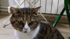 Кот. Сидим, отдыхаем. Просто и душевно.