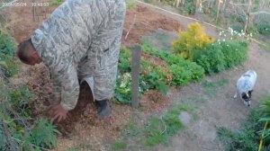 Как правильно мульчировать розы. Я так делаю 3 года. (ча