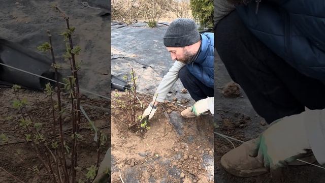 Сажаю жимолость только так - урожай обеспечен. #дача #с?