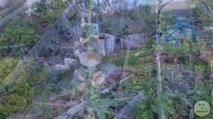 Пересадка черной смородины Обзор моего огорода
