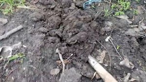 Акебия. Посев семян в открытый грунт. 07.04.2025г.