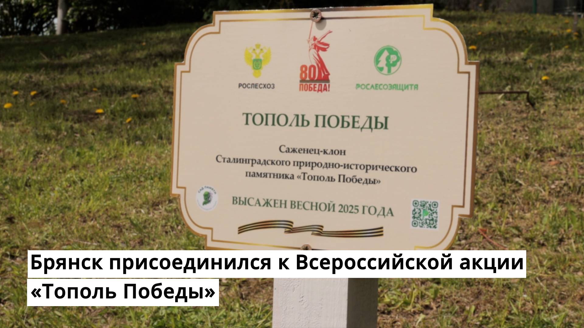 В Брянске появился тополь Победы смотреть онлайн