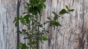 пересадка лимона без стимуляторов роста//#transplanting a lemon