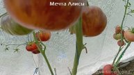 Томат Мечта Алисы