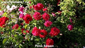 Розы, флорибунда с обильным и длительным цветением!