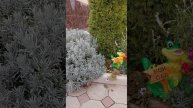 Осень в саду Ставрополья #сад #цветы #творчество #дача #