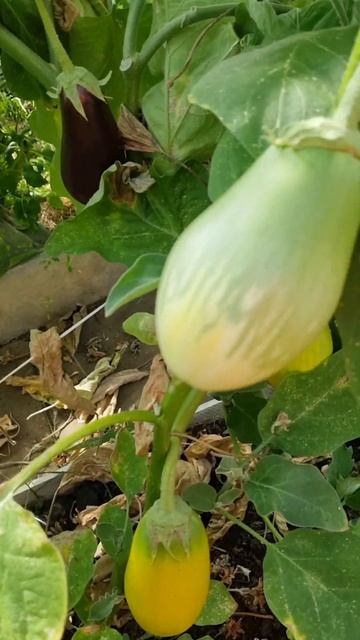 ОГОРОД! Заметки Дачника!🍆#огород #дача #интересно #ок # смотреть онлайн