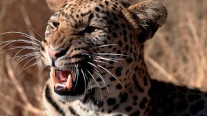 В Индии леопард выхватил 4-летнего ребенка из рук матери и съел его