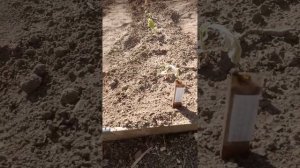 Высадка рассады в грунт, табак Вологодская область.