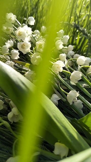 Цветы Алтая в начале лета. смотреть онлайн