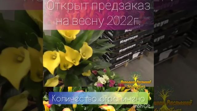 продаю калла цветная весна 2022 г.