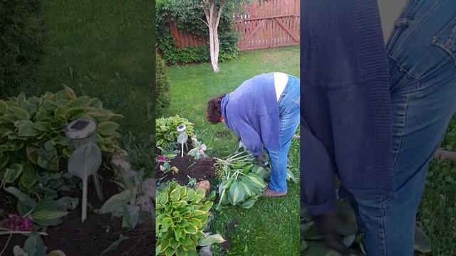 Пересадка хосты смотреть онлайн