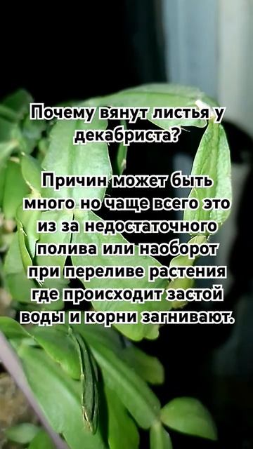 Почему вянут листья у декабриста? смотреть онлайн