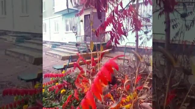 Не смогла пройти мимо! Красивые деревья. Сумах. смотреть онлайн