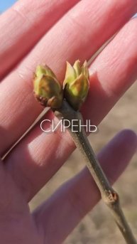 Деревья просыпаются #сад #огород #деревня #село