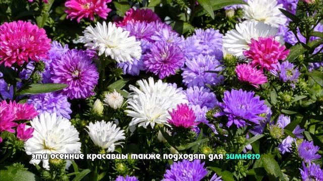 ЗИМНИЙ ПОСЕВ: эти ЦВЕТЫ превратят весну в сказку! #цвет