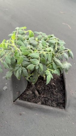 Лучшая таблетка для растений, 1 таблетку под каждый куст и даже чахлые вмиг заплодоносят