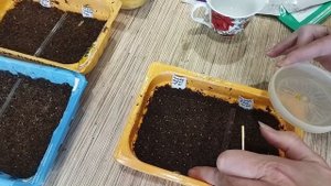 Петуния  - как посадить?