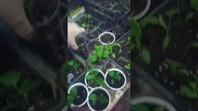 рассада овощных культур 2023 смотреть онлайн