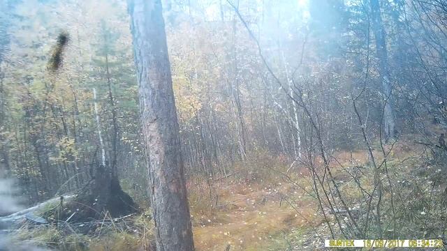 Нападение медведя на видеоловушку смотреть онлайн