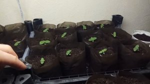 Павловния из семян - 40 дней. Пикировал сеянцы Павловни?