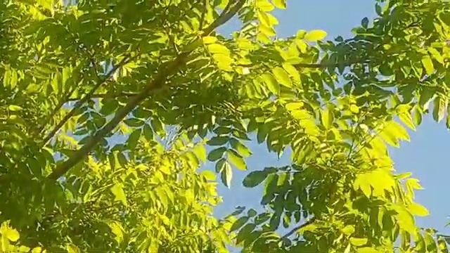 орех маньчжурский В ПРОДАЖЕ смотреть онлайн