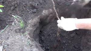 Как правильно посадить грушу  Как посадить саженец гр?