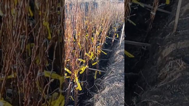 2 января 2024 г. смотреть онлайн