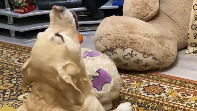 Касперу не разрешают петь . Не сдержался . смотреть онлайн