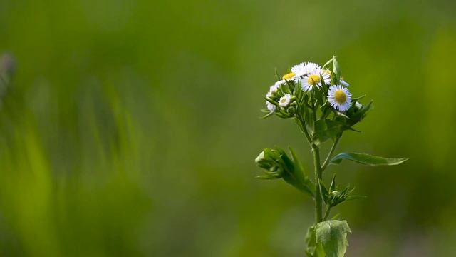 Вернулся из дальнего плавания с сюрпризом и рассказал смотреть онлайн