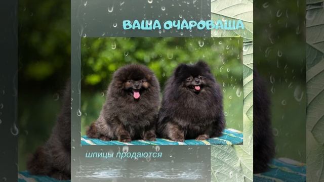 Хума и Орион смотреть онлайн