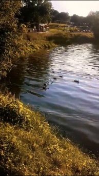 Утки плывут по воде. Вид на Борисовский #пляж