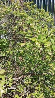 Жимолость, самая ранняя ягода в огороде