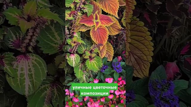 уличные цветочные композиции / Straßen Blumen Kompositionen