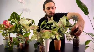 Растения на гидропонике | Обзор и мой опыт