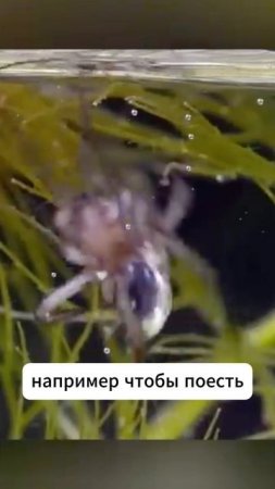 Паук-серебрянка: подводный строитель #shorts