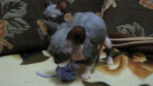 Котята канадский сфинкс / Canadian Sphinx kittens are played
