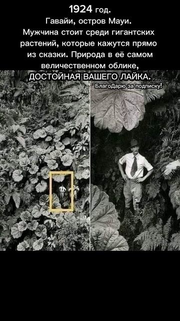 Гигантские растения на Гавайях! Уникальное фото 1924 го?