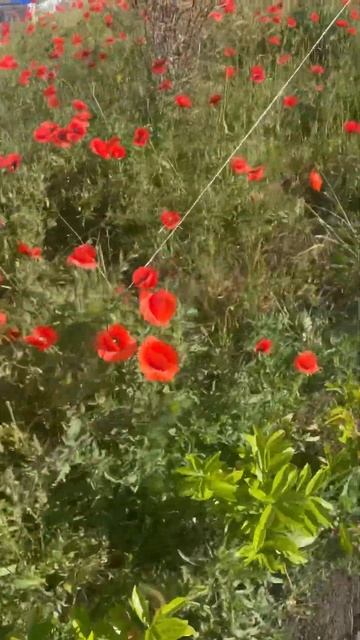 Маковая клумба у дома привлекает внимание своей крас?