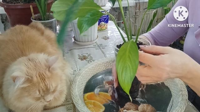 🪴Содержание Спатифиллума|Правильная посадка Спатиф?