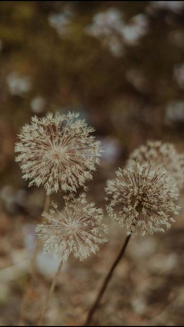 Как семена укропа поддерживают зрение: польза для гла? смотреть онлайн