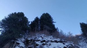 Как вырастить ель из шишки? Выращивание хвойных!