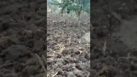 Старая чеченская бабушка сама прокапала весь огород ?