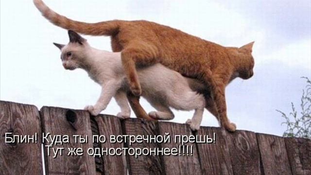 КОТОМАТРИЦА 4.wmv