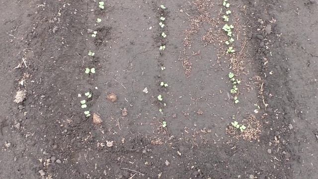 Редиска взошла через пять дней