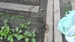 Новости с участка. Посеяла капусту.