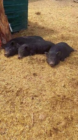 Хрюшани 🐷