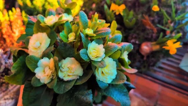 новые ЦВЕТОЧКИ - примула - рододендрон🌷🌷🌷 neue Pflanzen fü смотреть онлайн