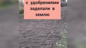 Судьба посеянного в начале сентября ячменя на сидерат
