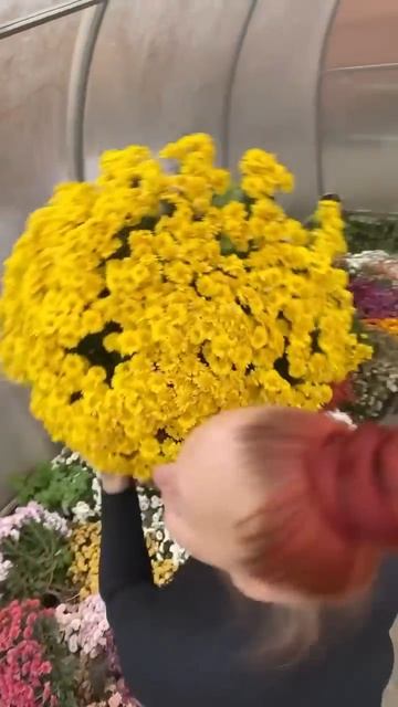 Королева осеннего сада-хризантема мультифлора #расте? смотреть онлайн